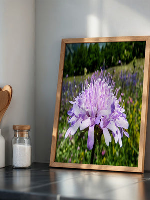 Lila Blume Nahaufnahme