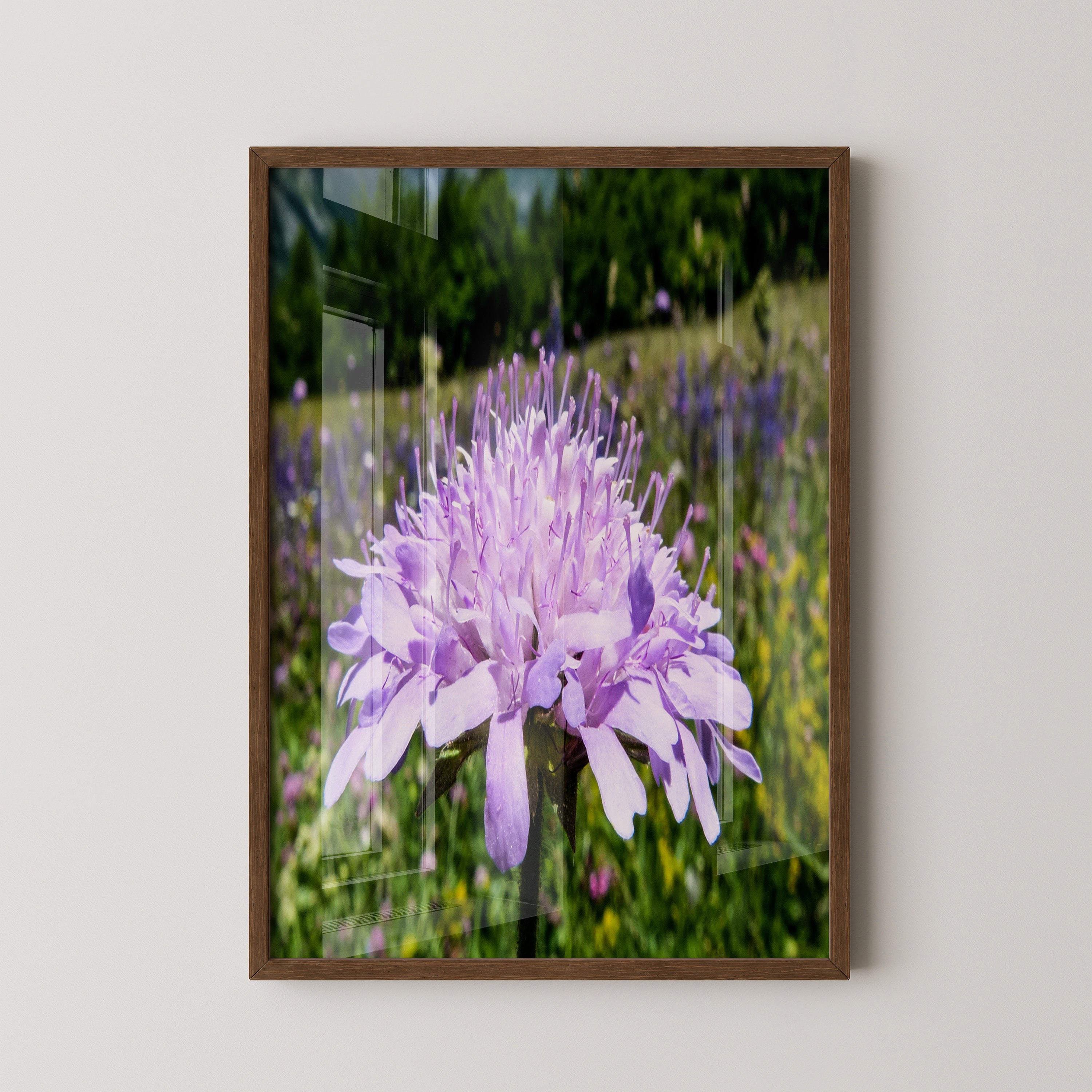 Lila Blume Nahaufnahme