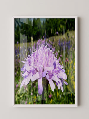 Lila Blume Nahaufnahme