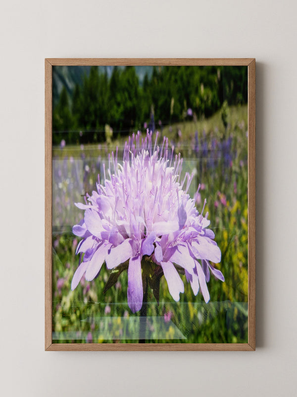 Lila Blume Nahaufnahme