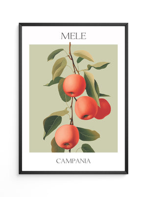 Äpfel Ast Illustration Vintage
