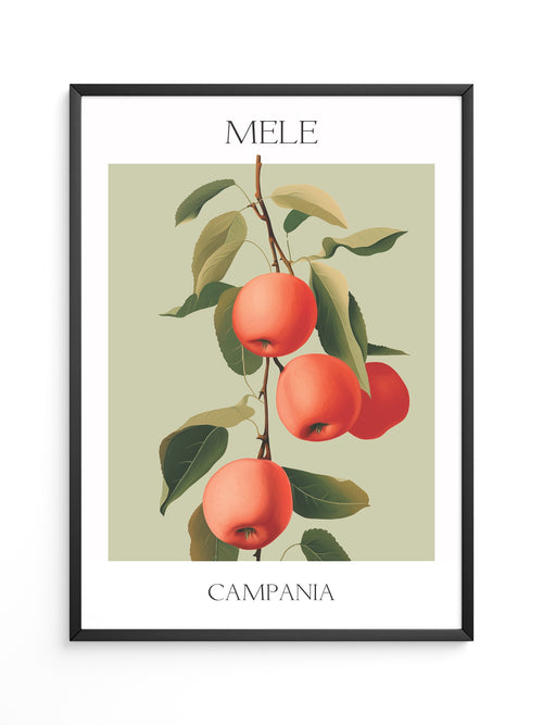 Äpfel Ast Illustration Vintage