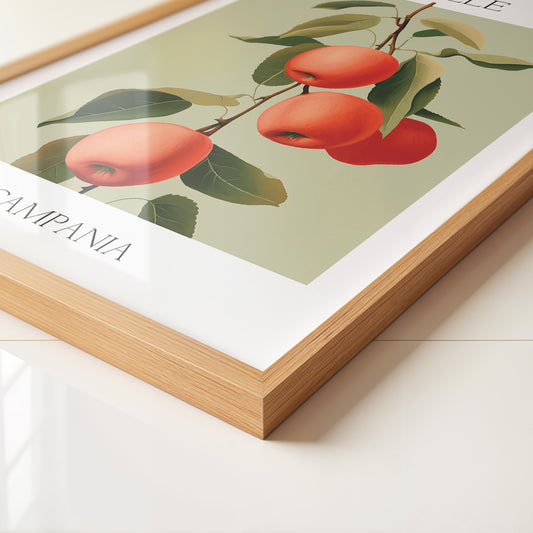 Äpfel Ast Illustration Vintage