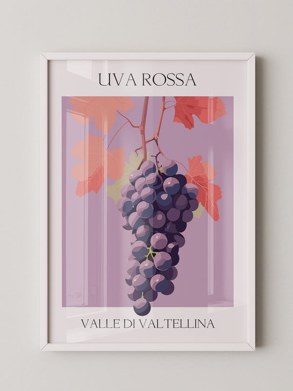 Trauben Illustration Rosa