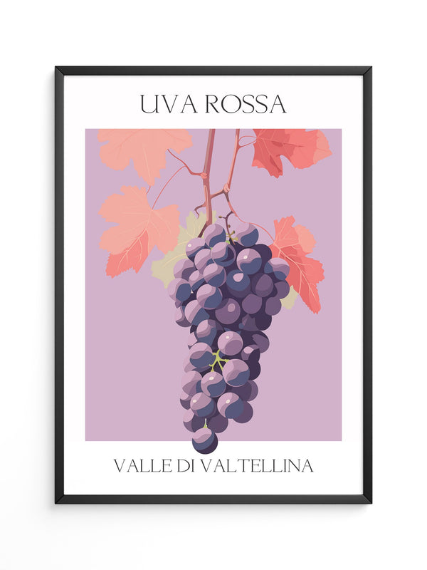 Trauben Illustration Rosa
