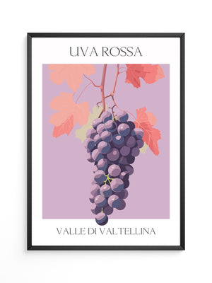 Trauben Illustration Rosa