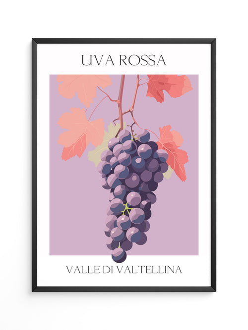 Trauben Illustration Rosa