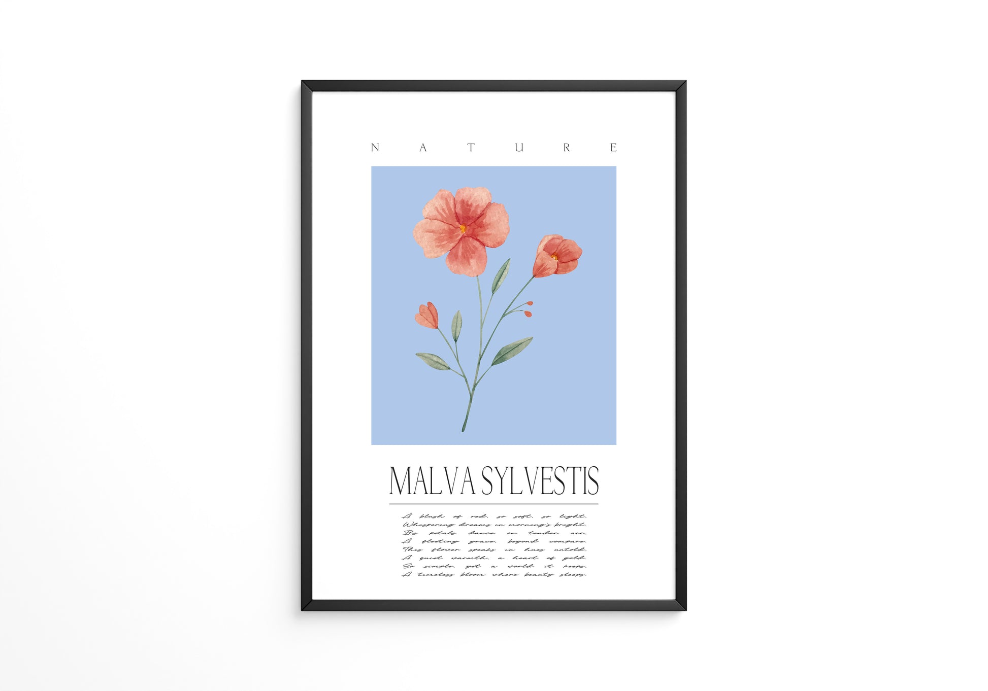 Malve Aquarell blau Hintergrund