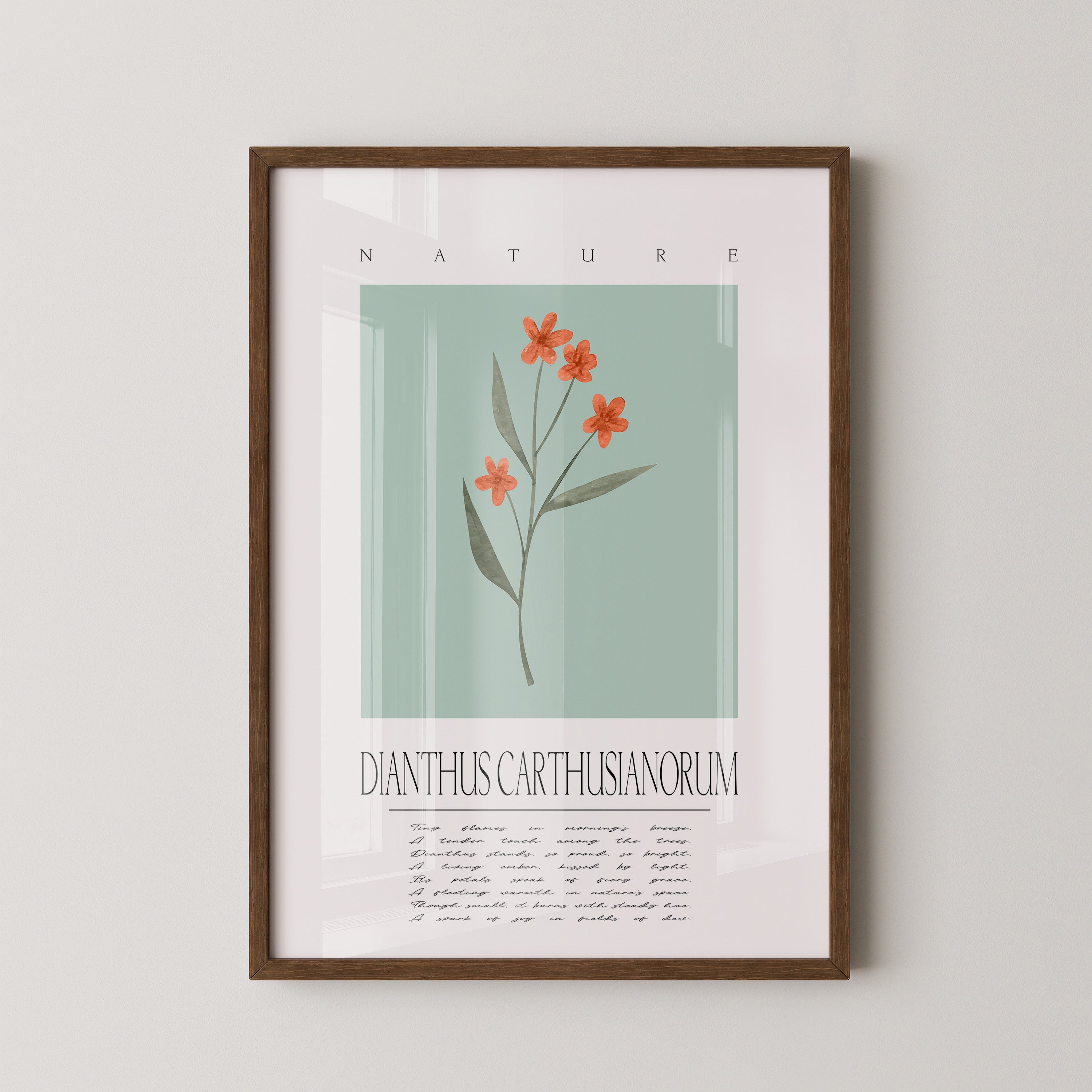 Karthäusernelke Aquarell Pastell