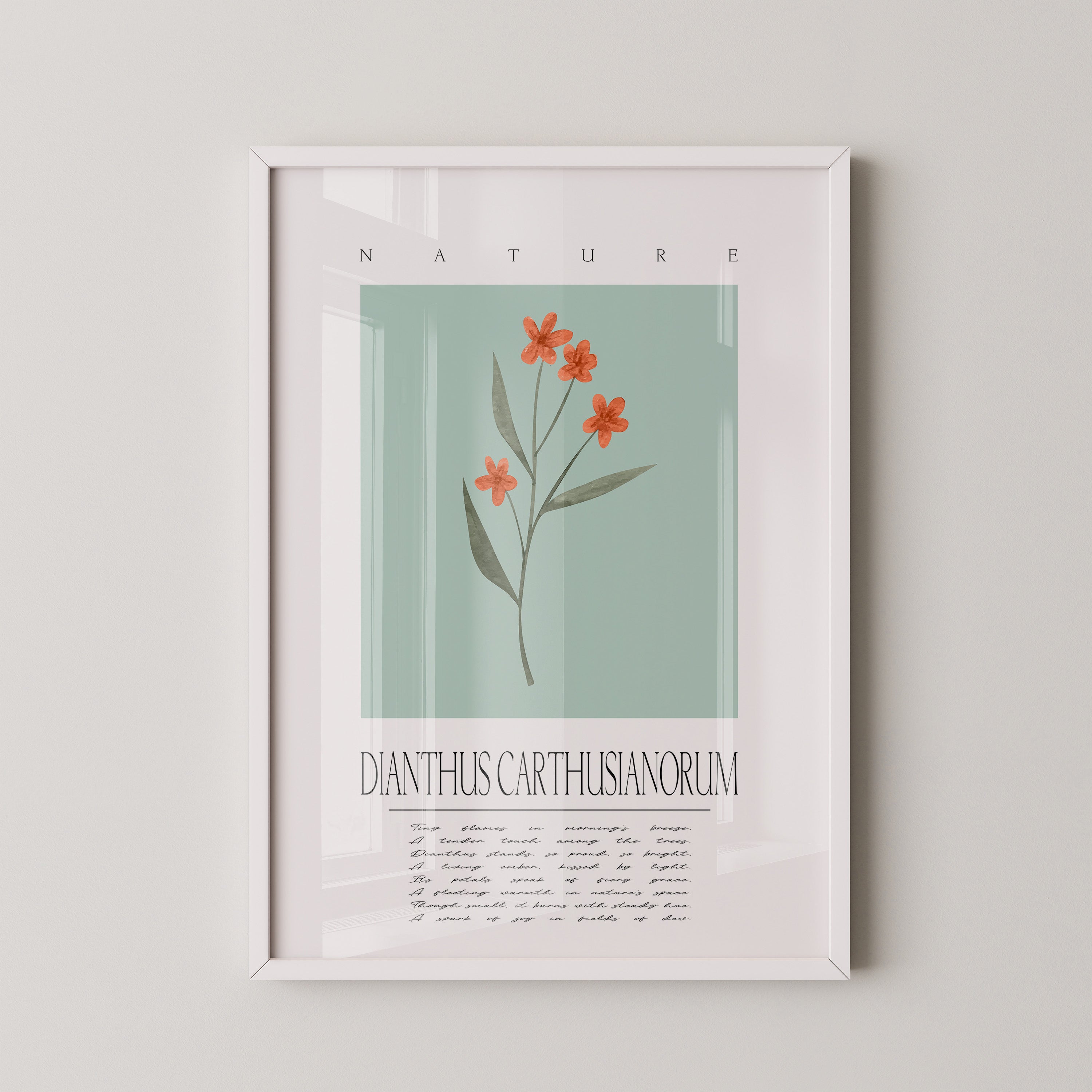 Karthäusernelke Aquarell Pastell