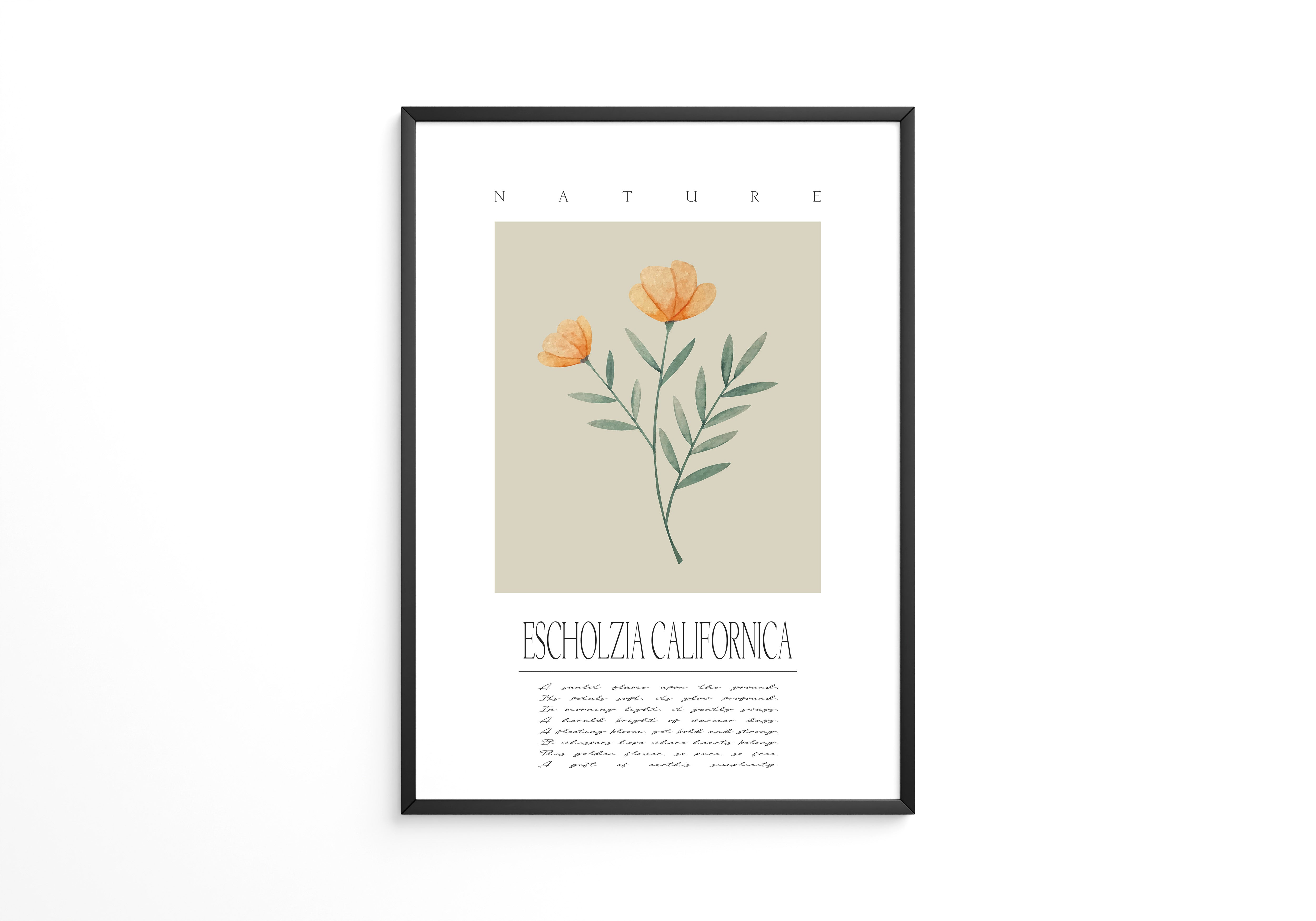 Kalifornischer Mohn Aquarell