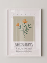 Kalifornischer Mohn Aquarell