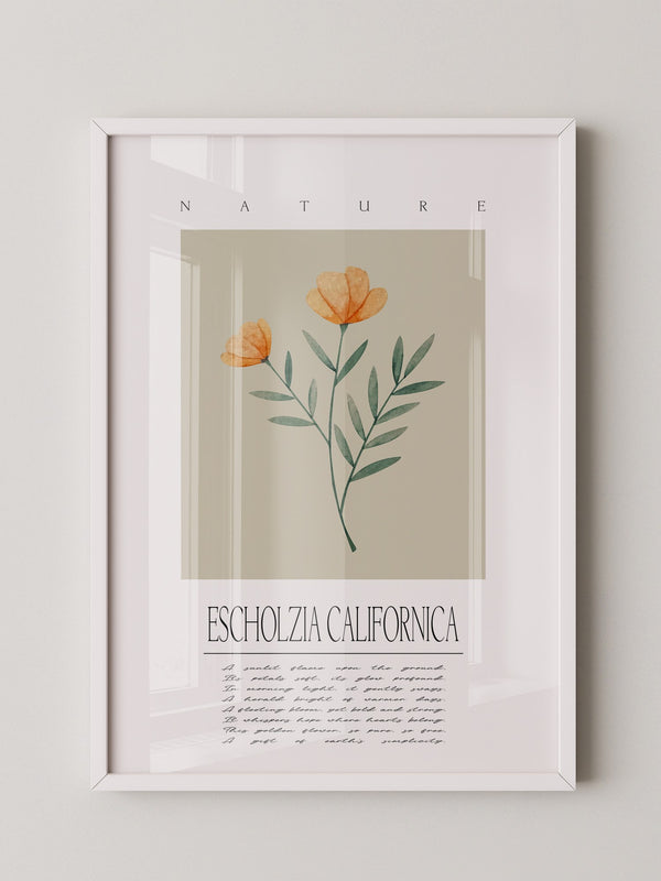 Kalifornischer Mohn Aquarell