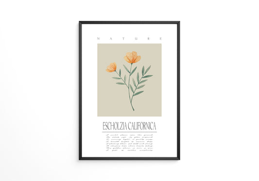 Kalifornischer Mohn Aquarell