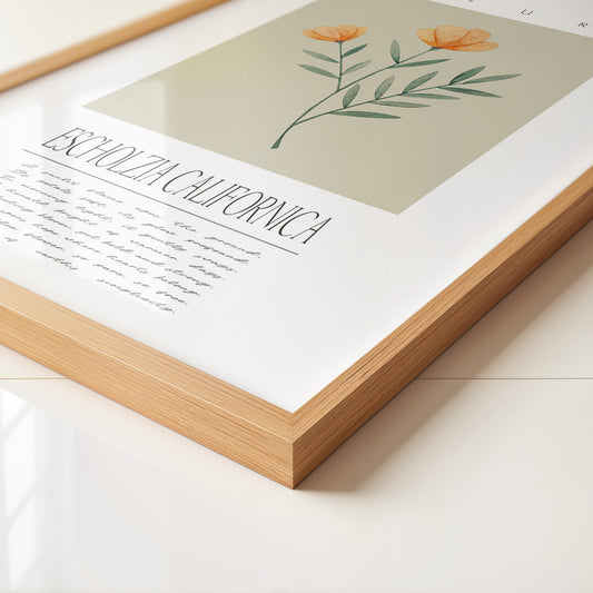 Kalifornischer Mohn Aquarell