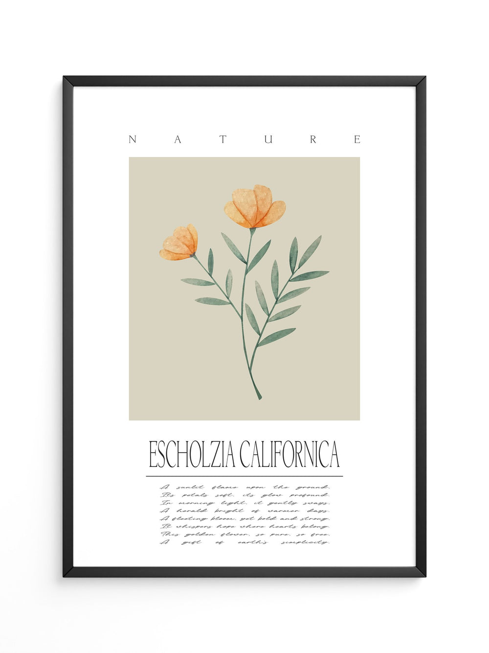 Kalifornischer Mohn Aquarell