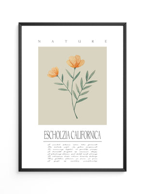 Kalifornischer Mohn Aquarell