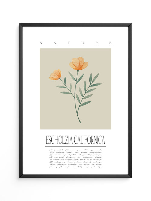 Kalifornischer Mohn Aquarell