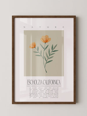 Kalifornischer Mohn Aquarell