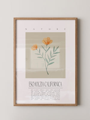 Kalifornischer Mohn Aquarell