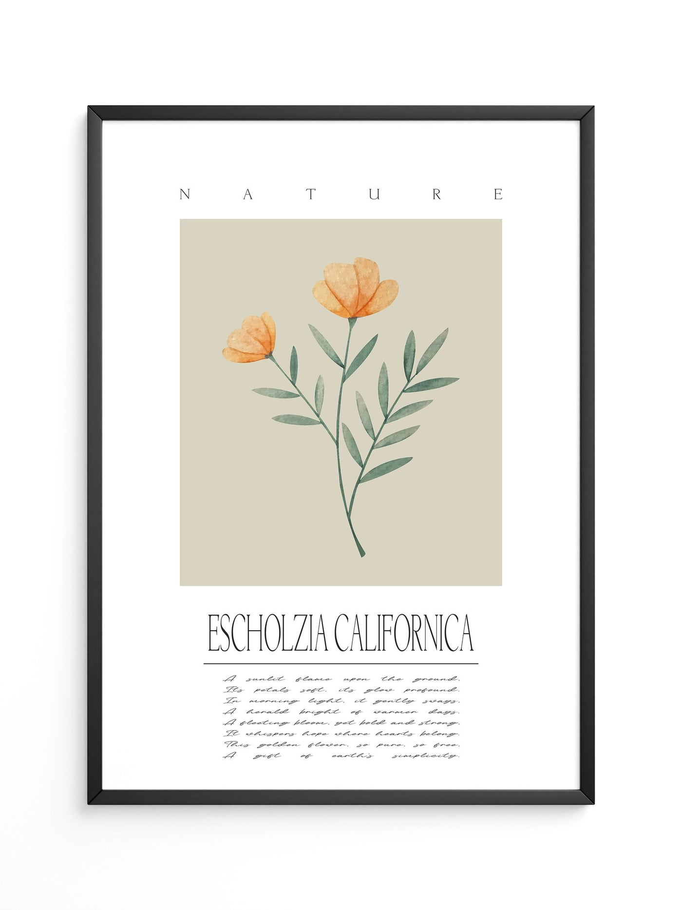 Kalifornischer Mohn Aquarell
