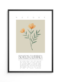 Kalifornischer Mohn Aquarell