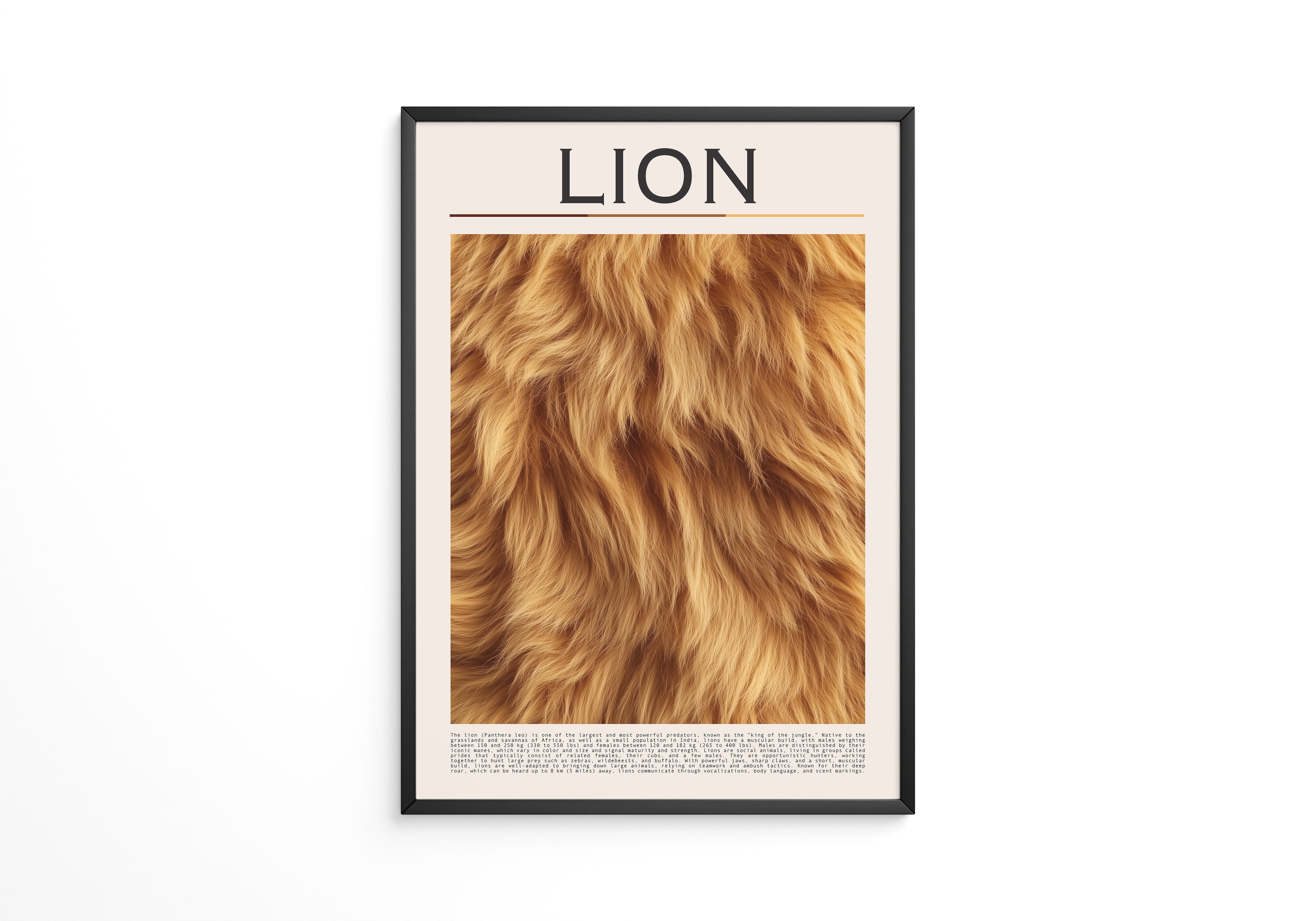 Löwenfell Textur Nahaufnahme