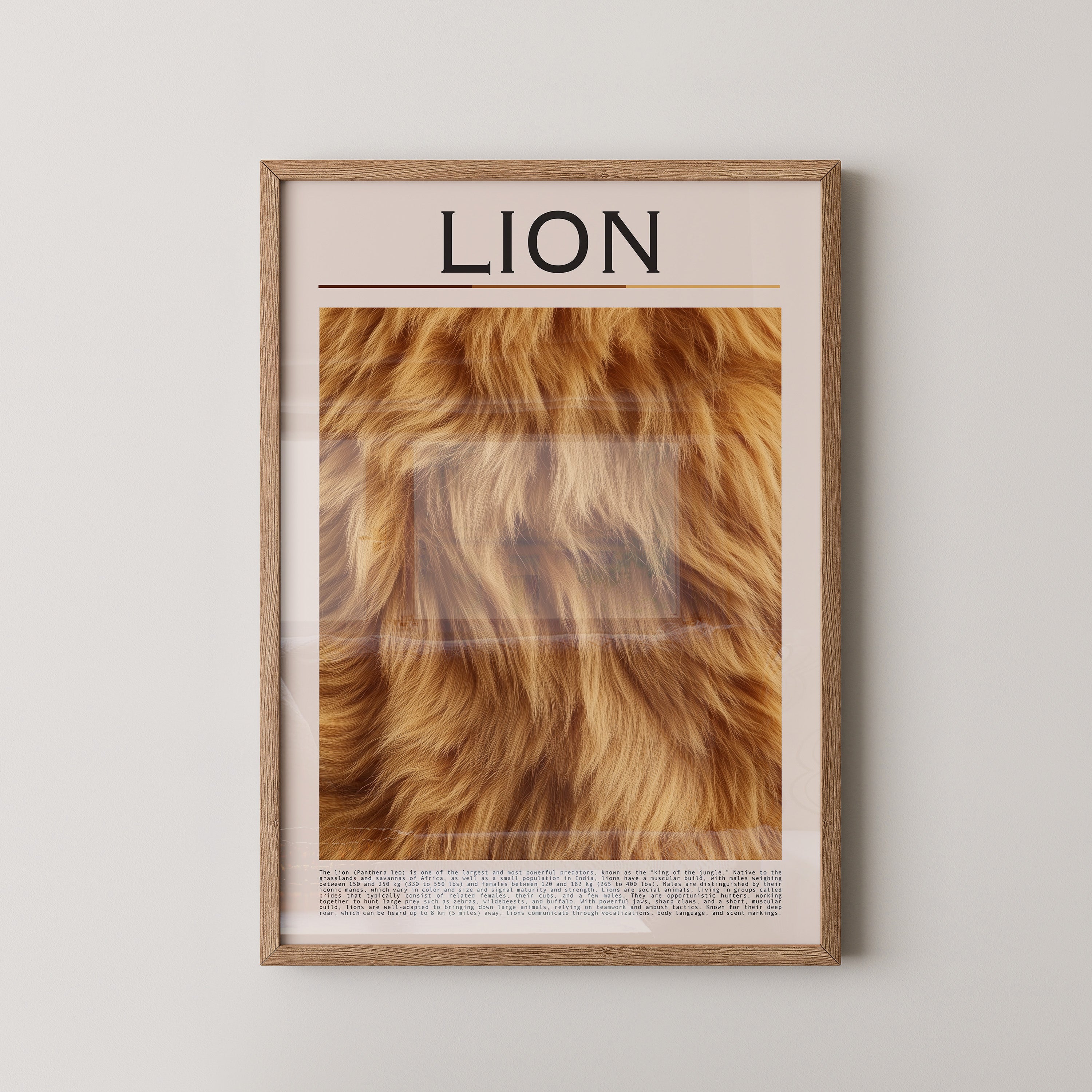 Löwenfell Textur Nahaufnahme