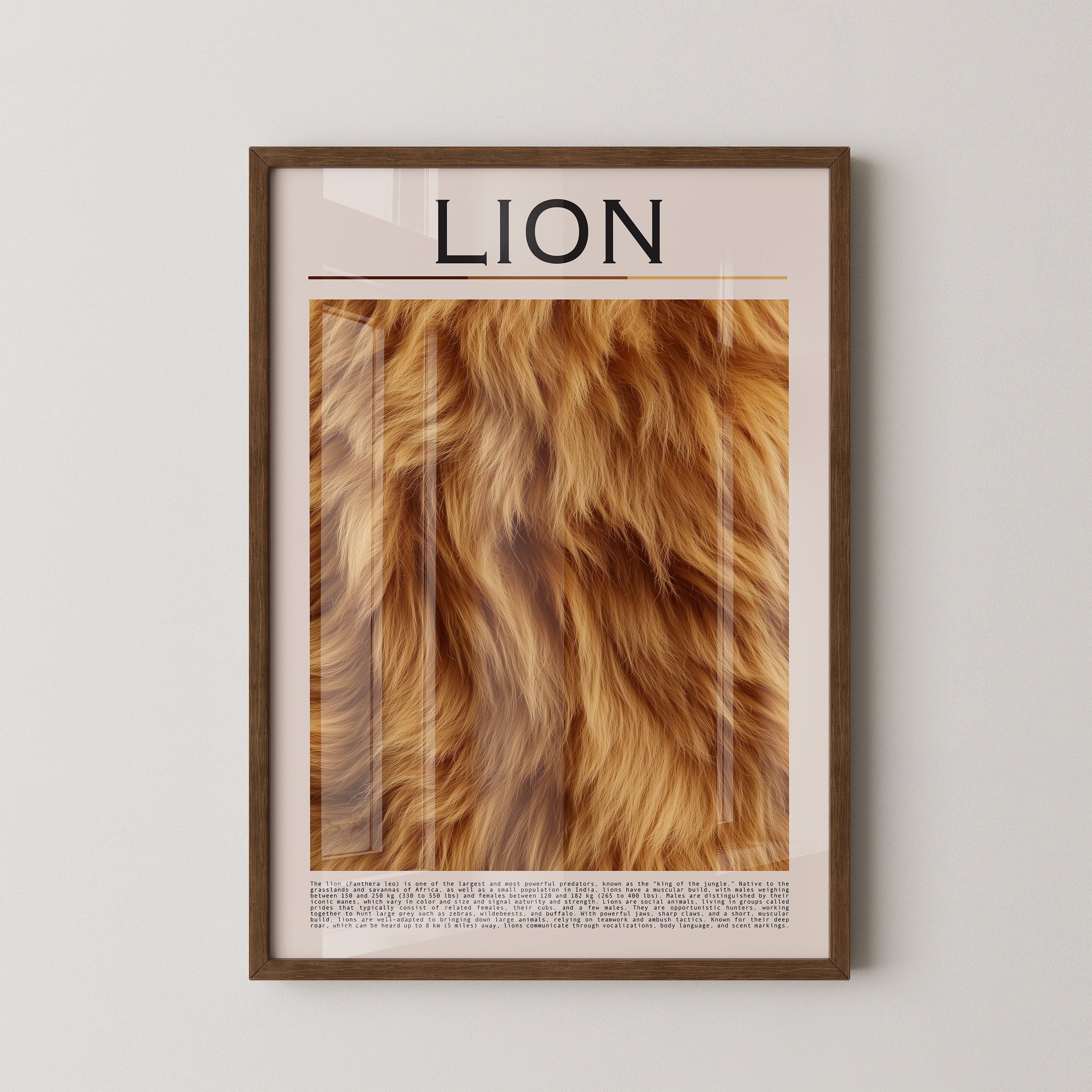 Löwenfell Textur Nahaufnahme