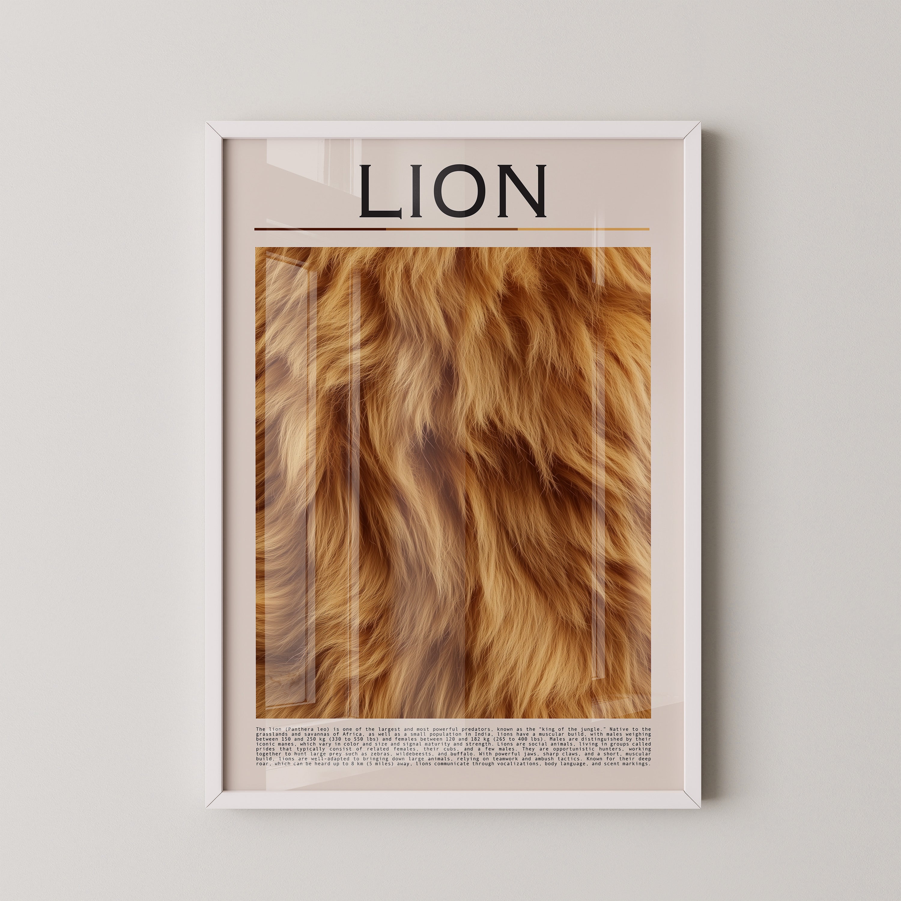 Löwenfell Textur Nahaufnahme