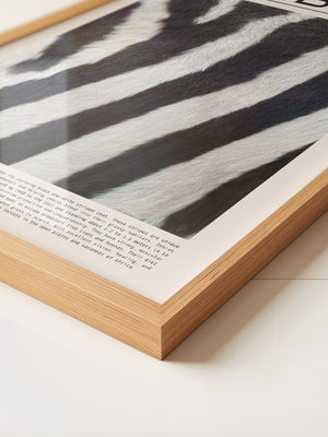 Zebrastreifen Felltextur