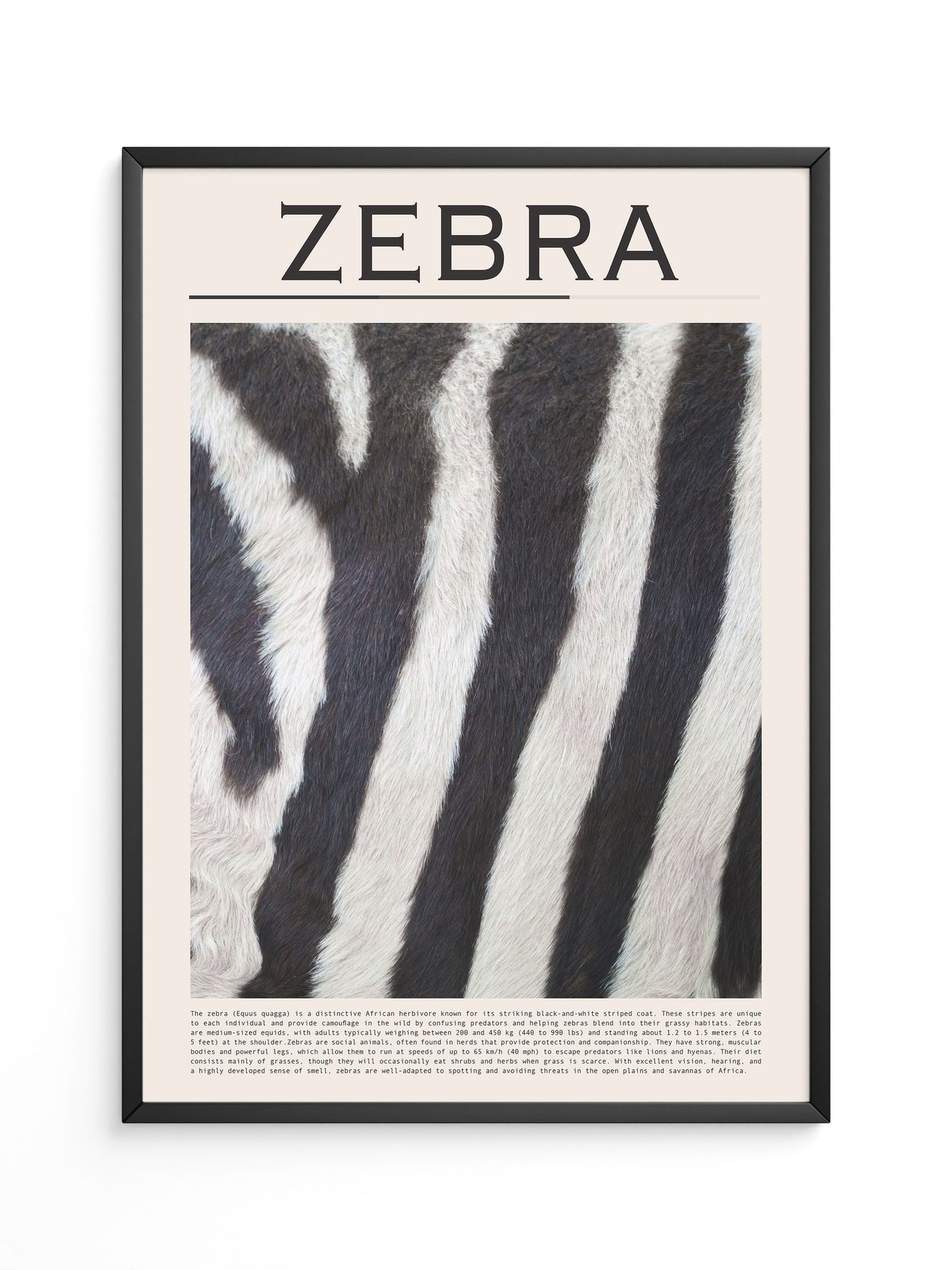 Zebrastreifen Felltextur