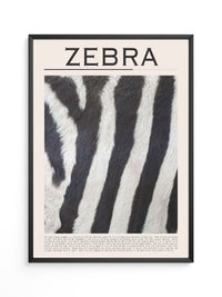 Zebrastreifen Felltextur