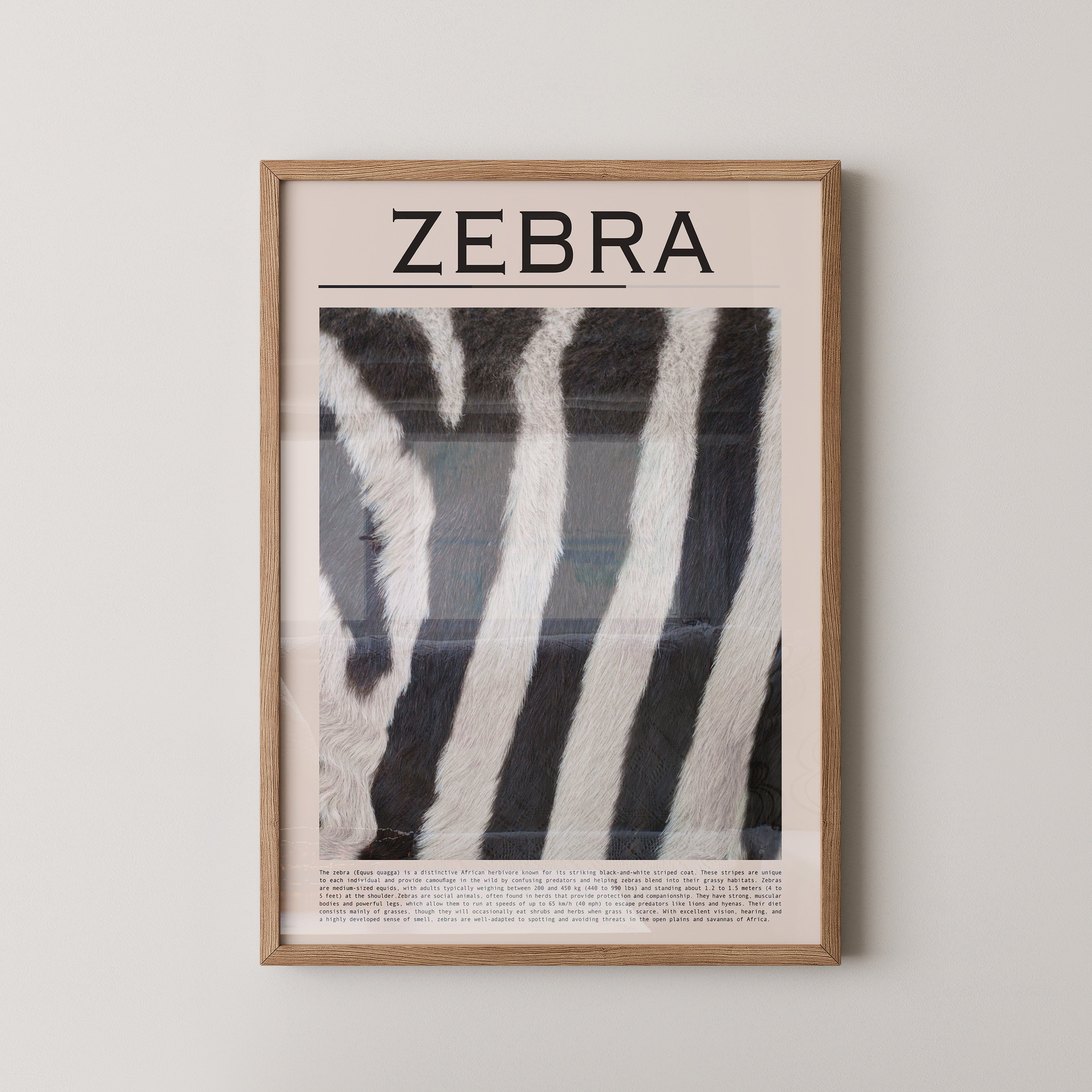 Zebrastreifen Felltextur