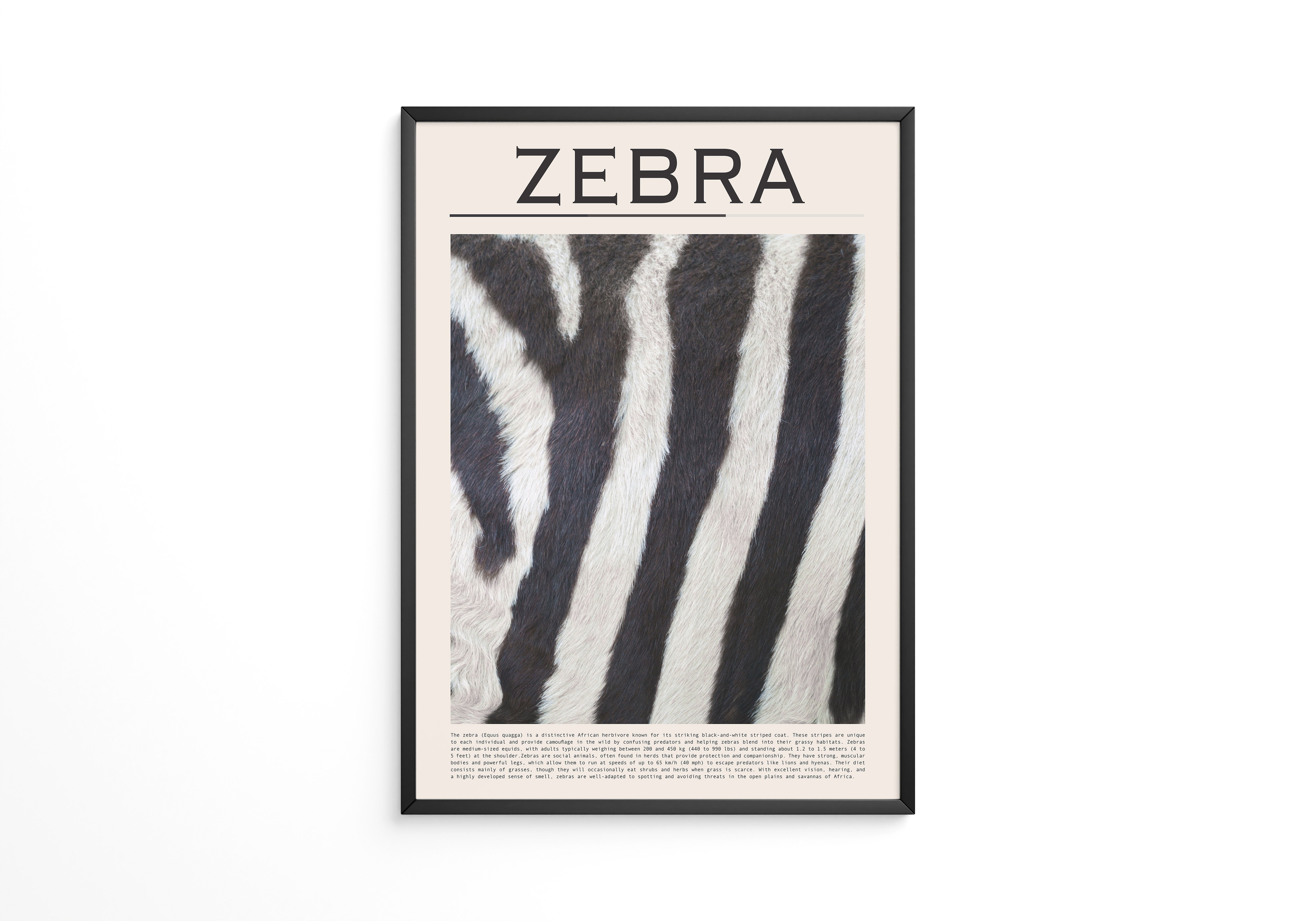 Zebrastreifen Felltextur
