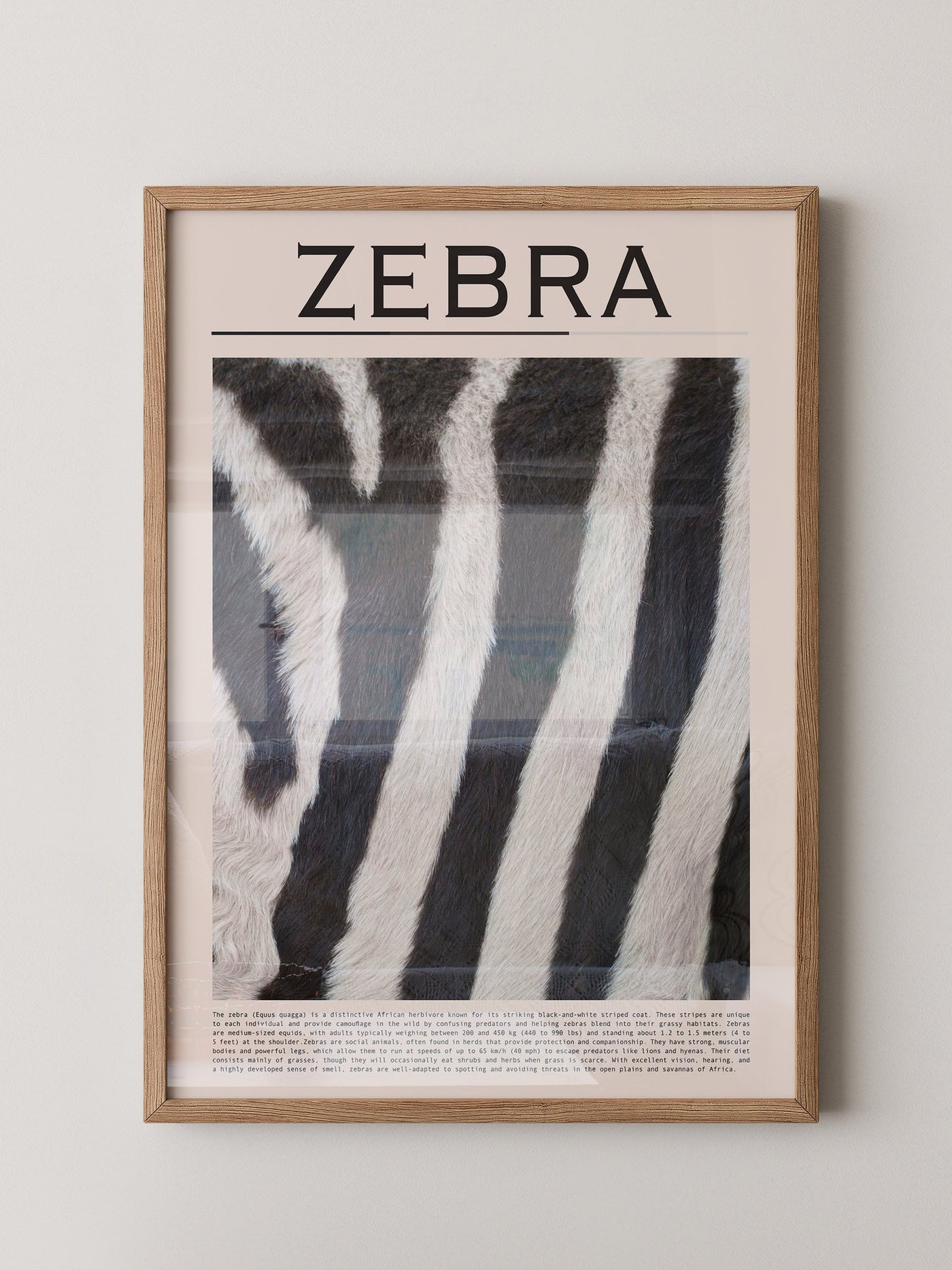 Zebrastreifen Felltextur