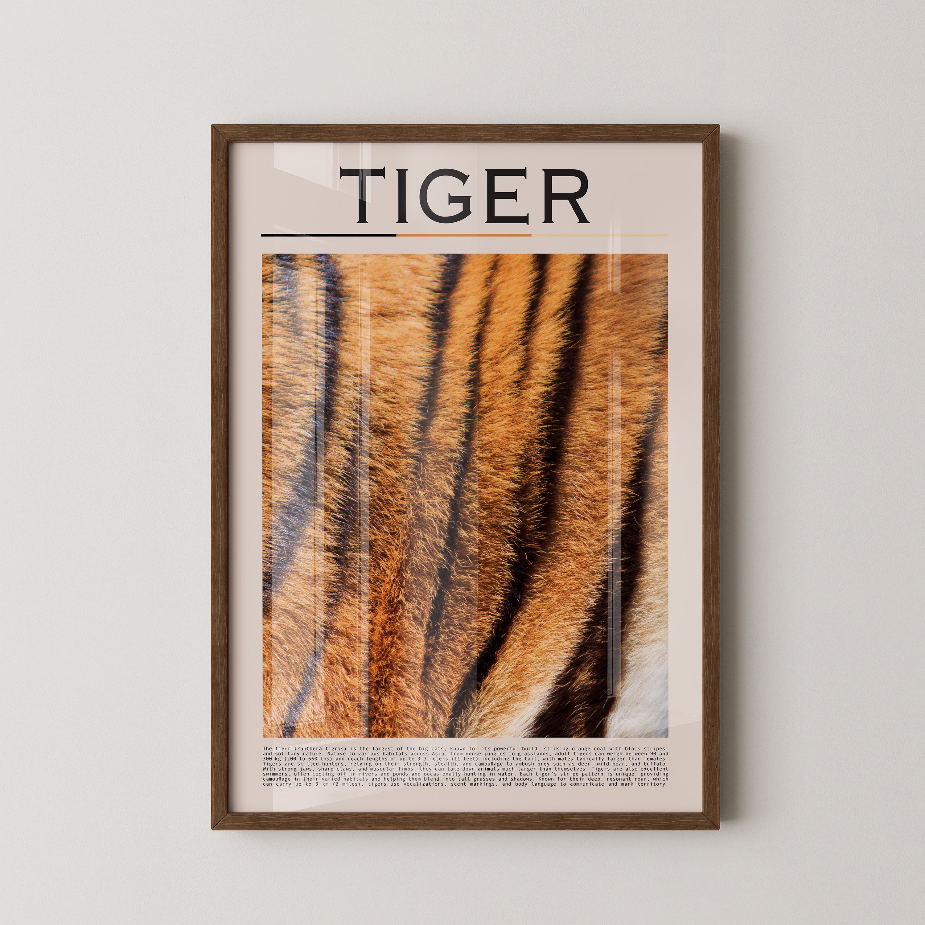 Tigerfell Nahaufnahme Strukturen