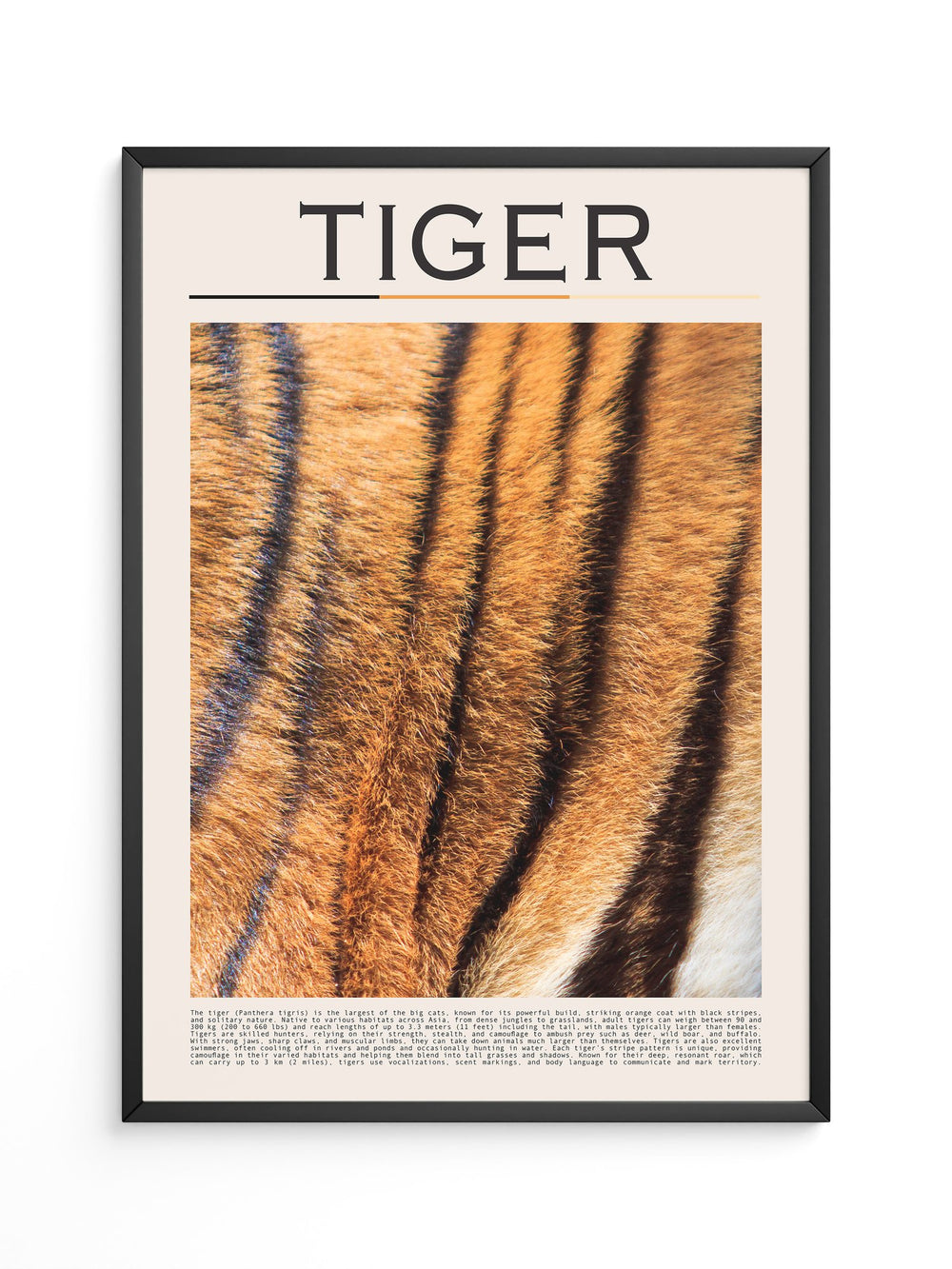 Tigerfell Nahaufnahme Strukturen
