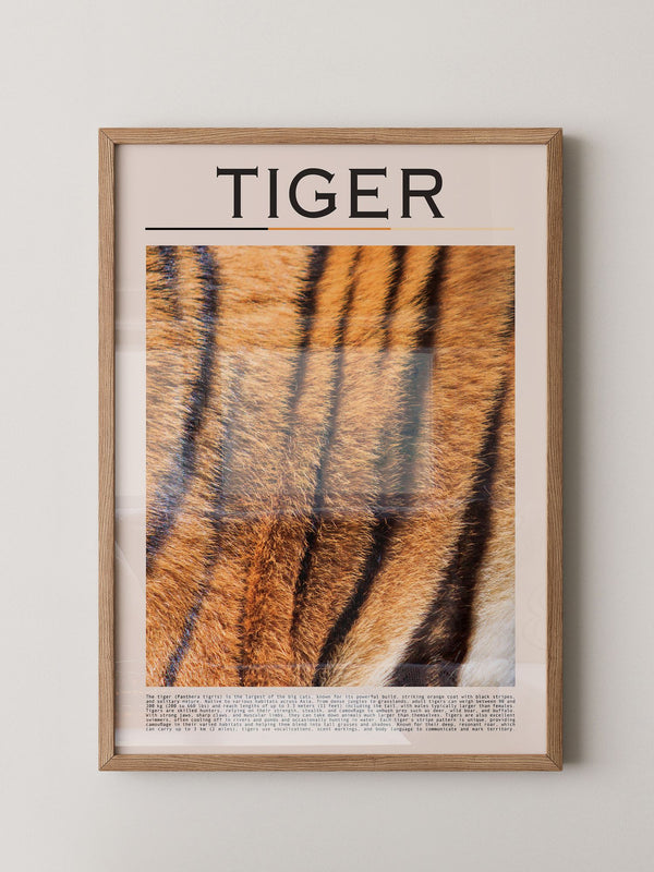 Tigerfell Nahaufnahme Strukturen