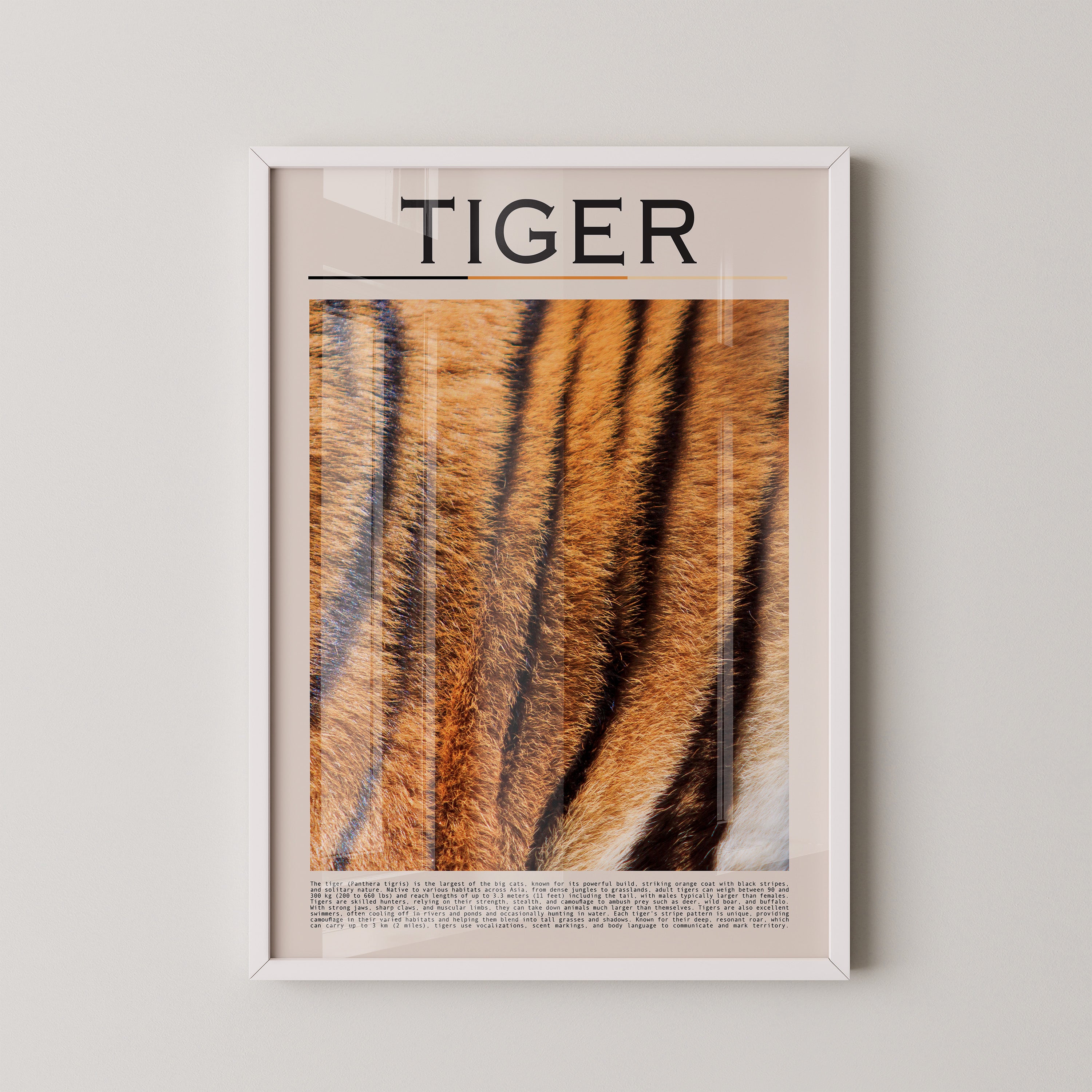 Tigerfell Nahaufnahme Strukturen