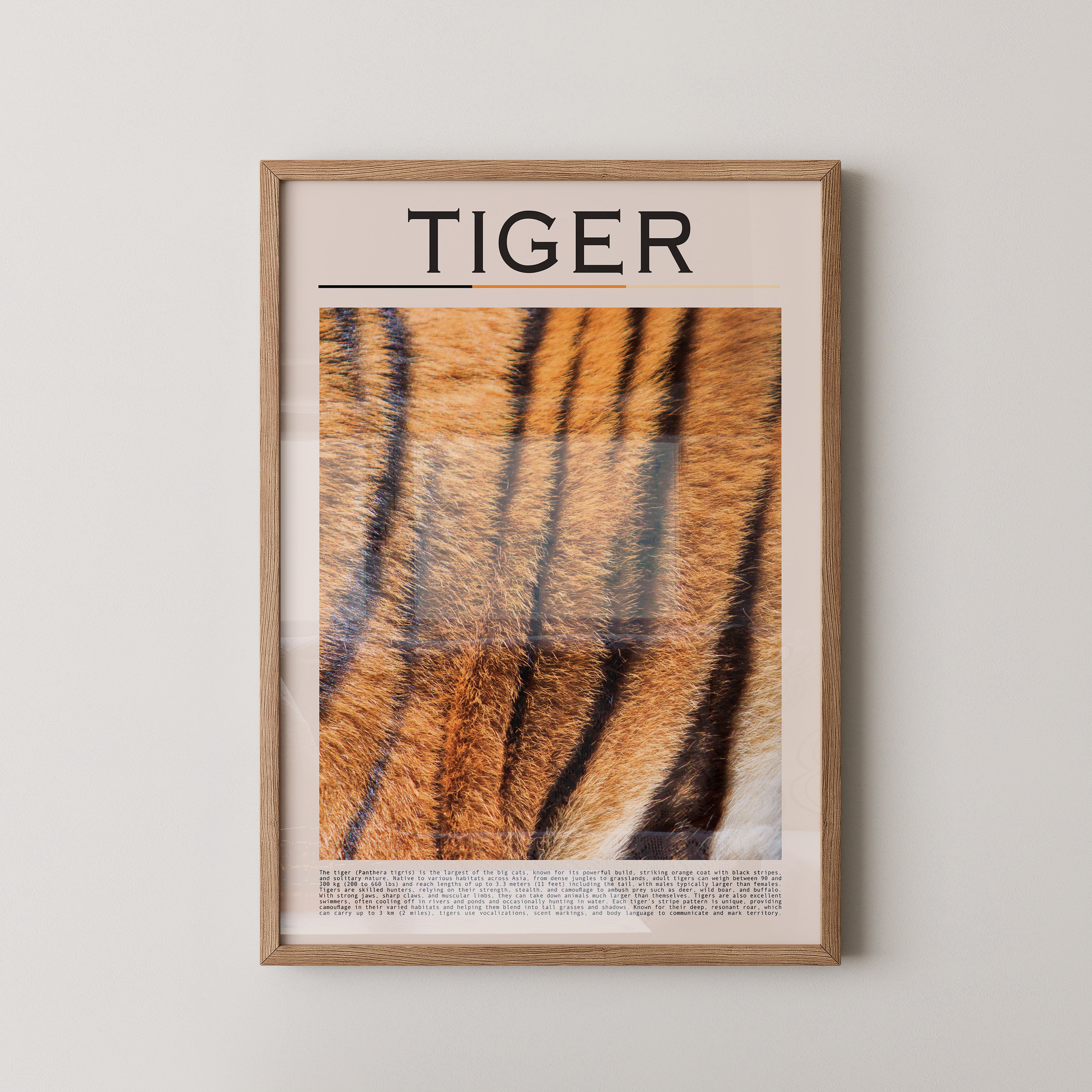 Tigerfell Nahaufnahme Strukturen