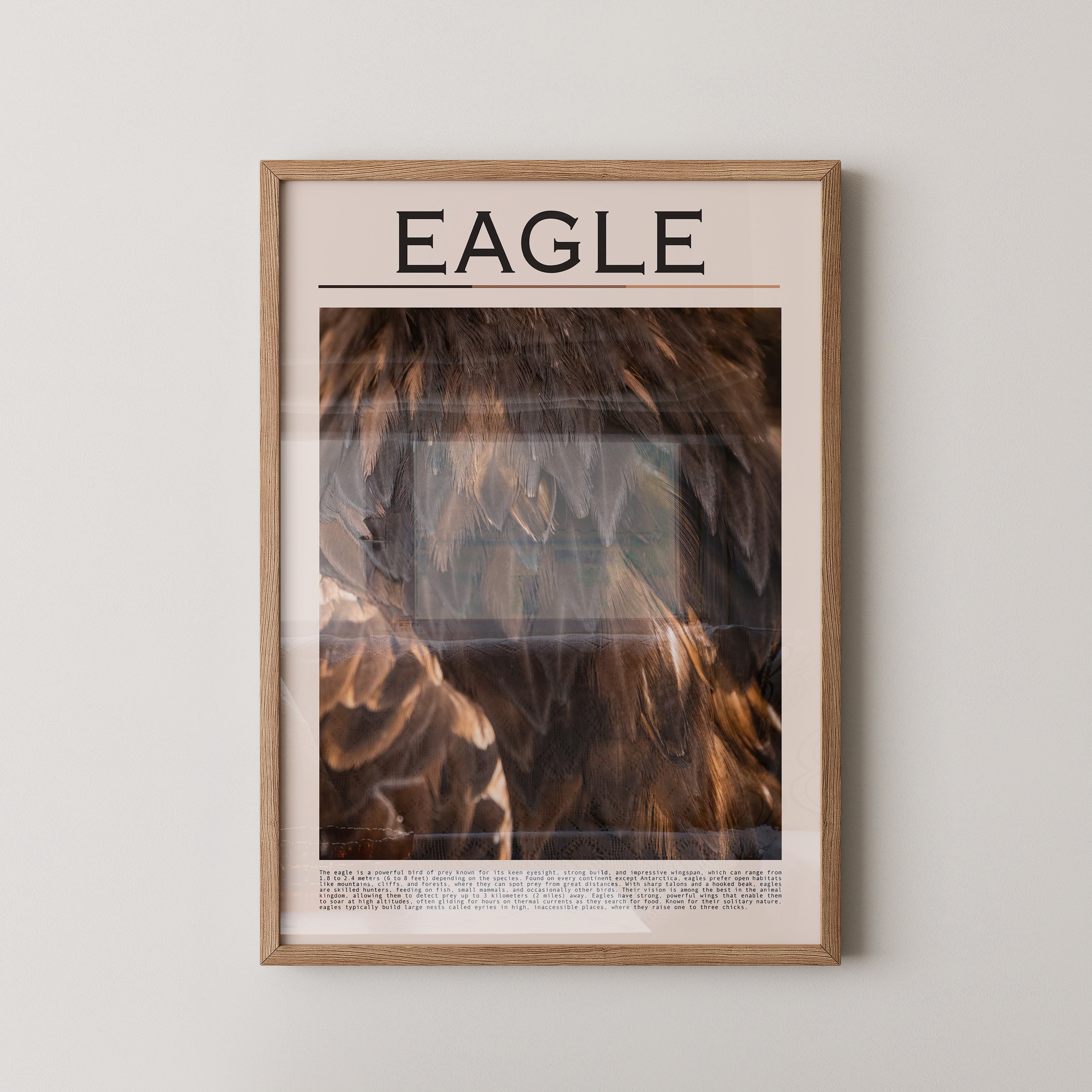 Adlerfedern Nahaufnahme Braun