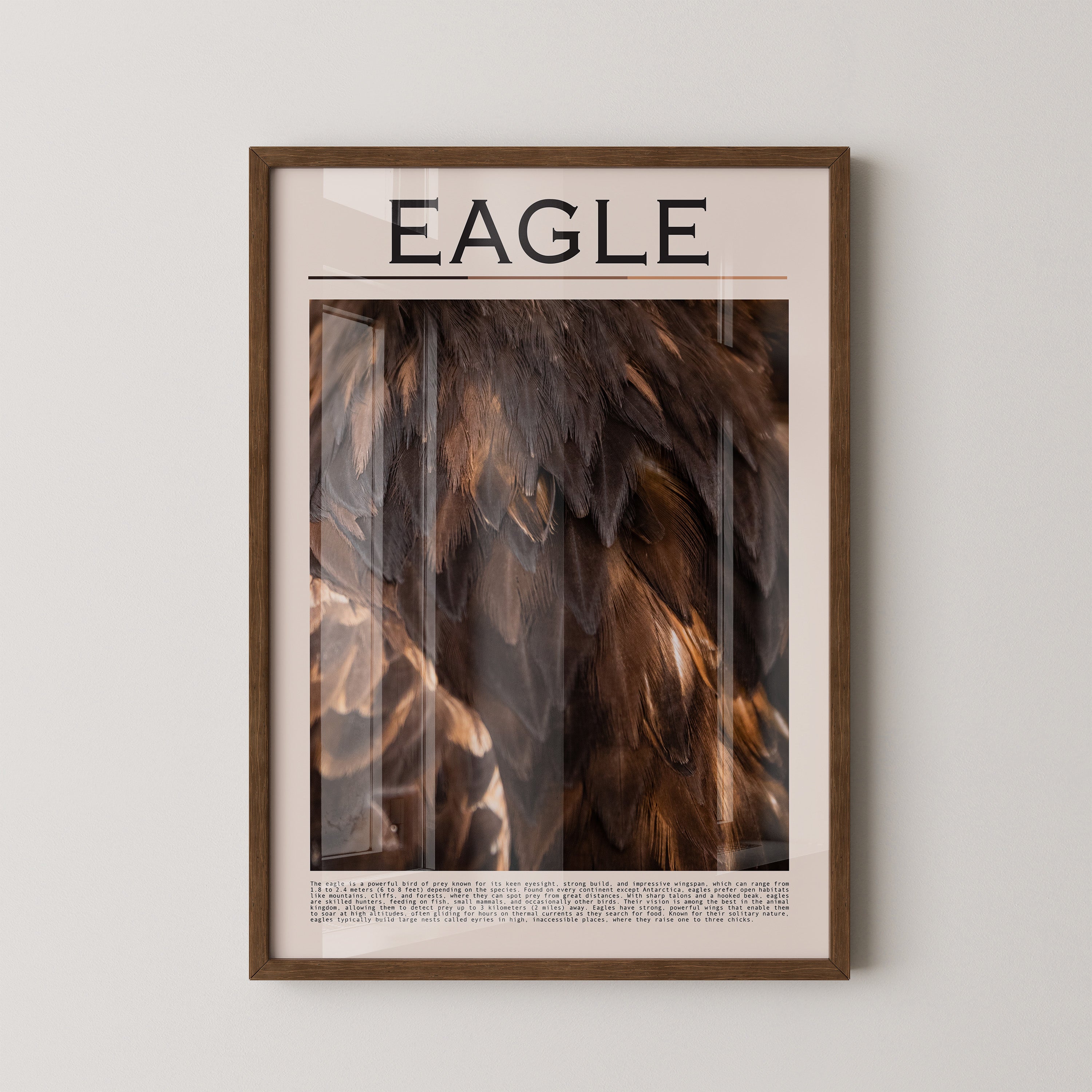 Adlerfedern Nahaufnahme Braun