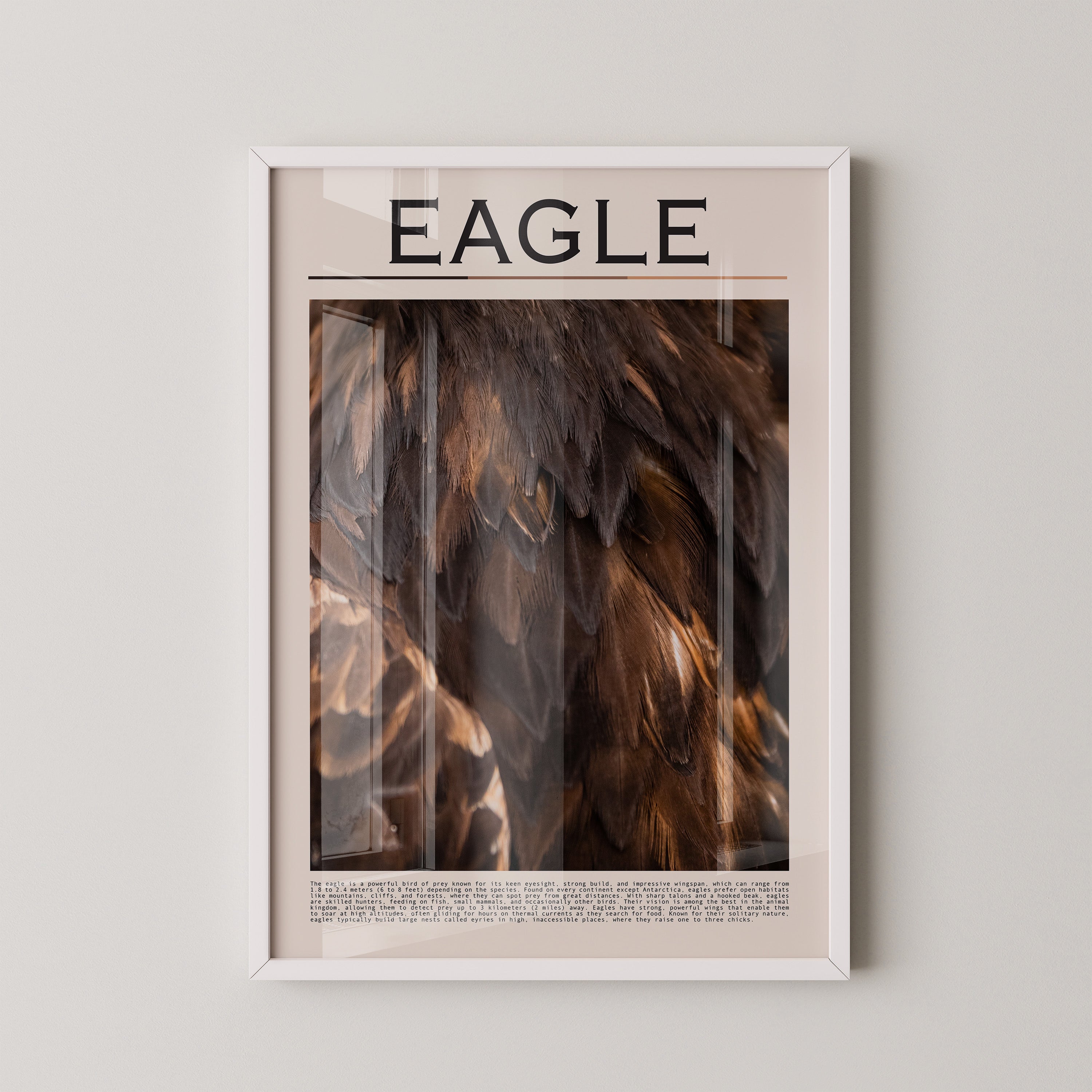 Adlerfedern Nahaufnahme Braun