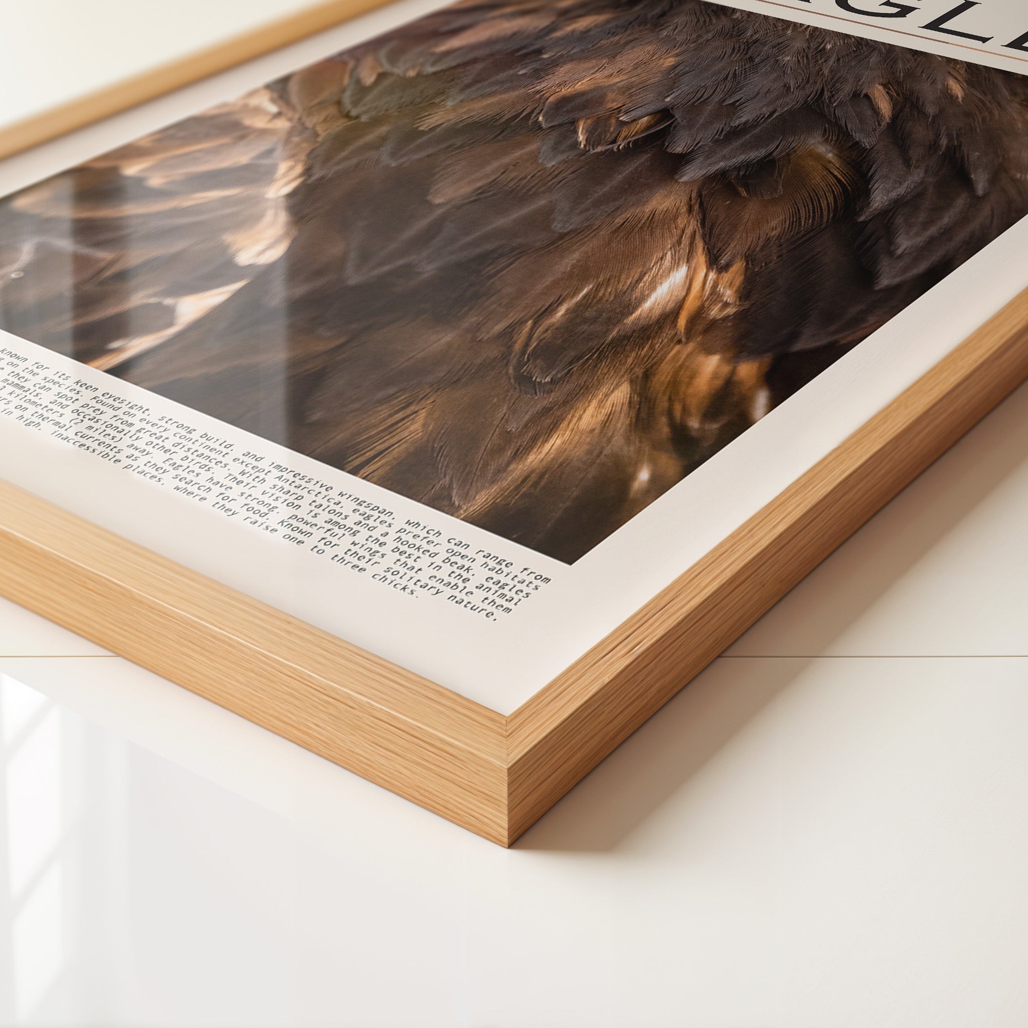 Adlerfedern Nahaufnahme Braun