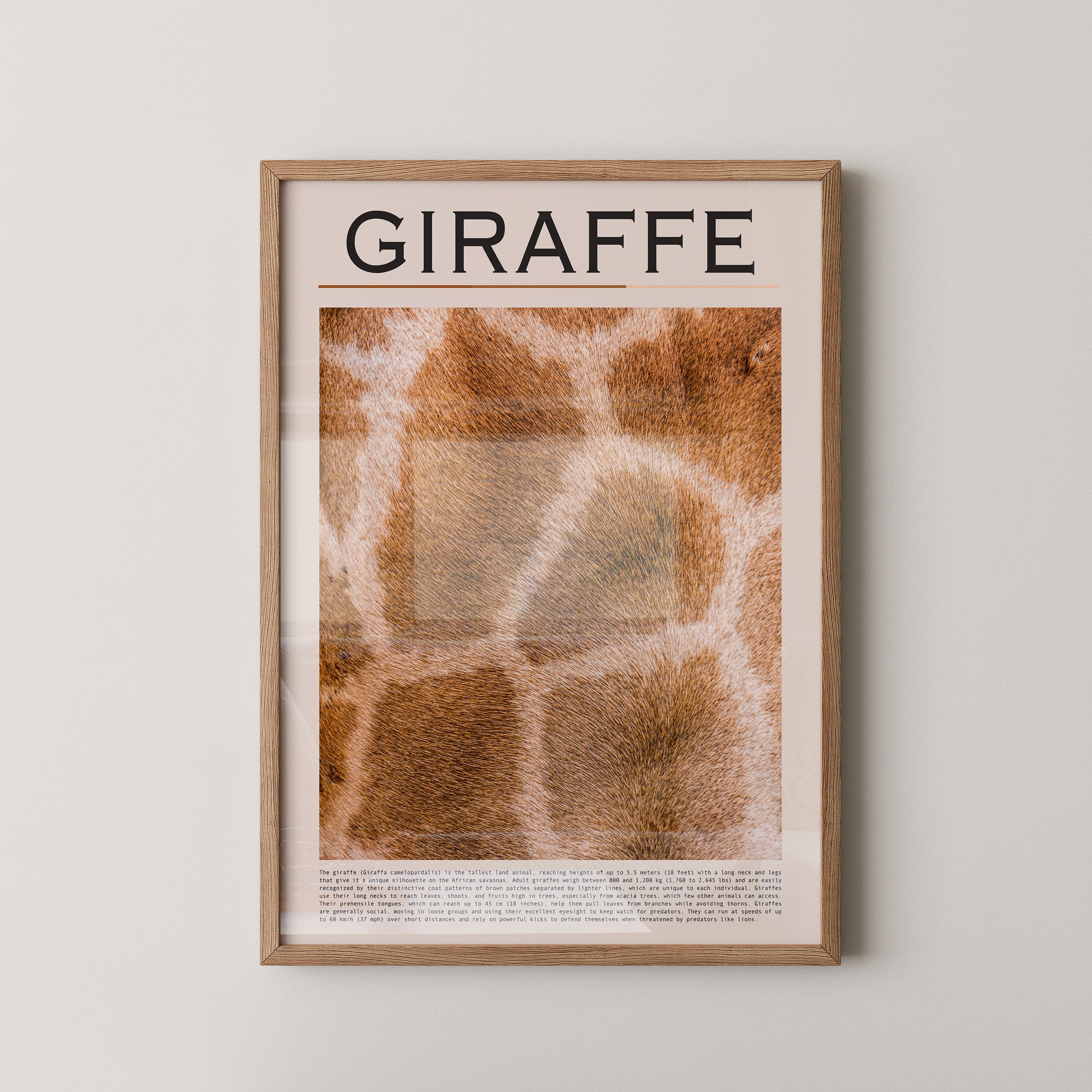 Giraffenfell Nahaufnahme Muster