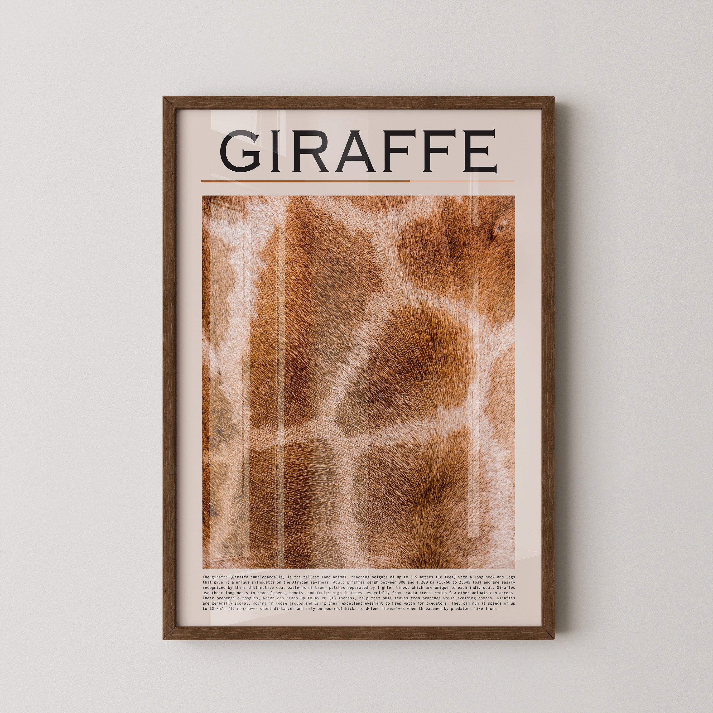 Giraffenfell Nahaufnahme Muster