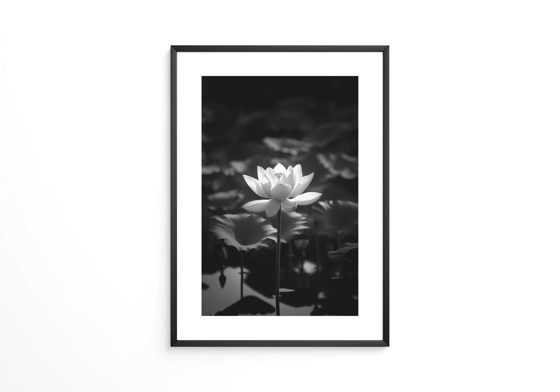 Lotusblüte Schwarzweiß Fotografie