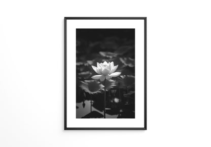 Lotusblüte Schwarzweiß Fotografie