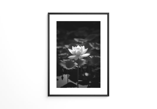 Lotusblüte Schwarzweiß Fotografie